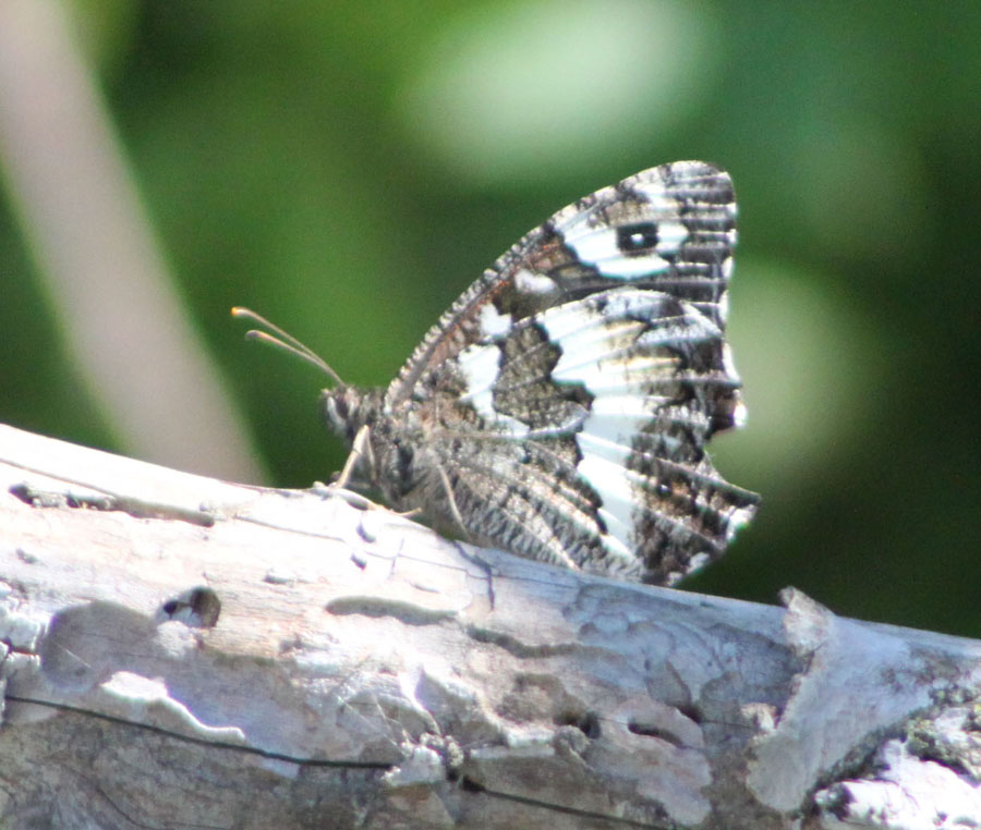 Brintesia circe
